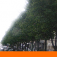 Nous sommes vendredi 22 avril 2011, il est 12h45. Les touristes sont nombreux en ce jour de vacances et de beau temps sur les Champs Élysées. Mais ce qui attire...